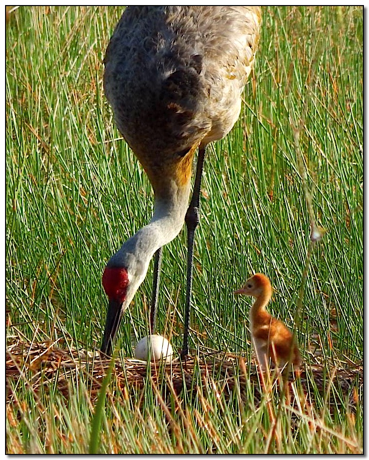 Sandhill Crane Egg &#38; Baby crop