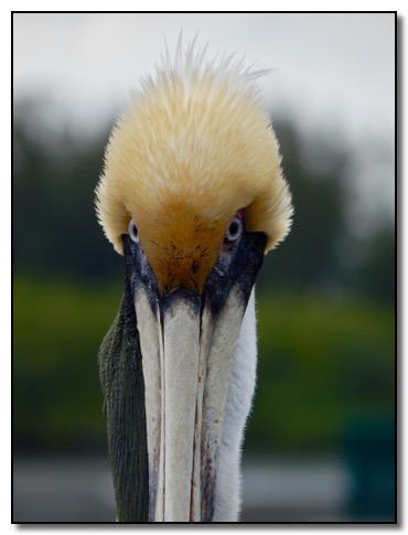 Vero Beach Pelican Stare