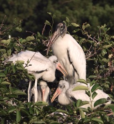 SCN0253Woodstork Family copy small 